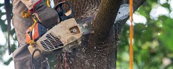 How Our Tree Care Process Works  in  Pittsville, MD